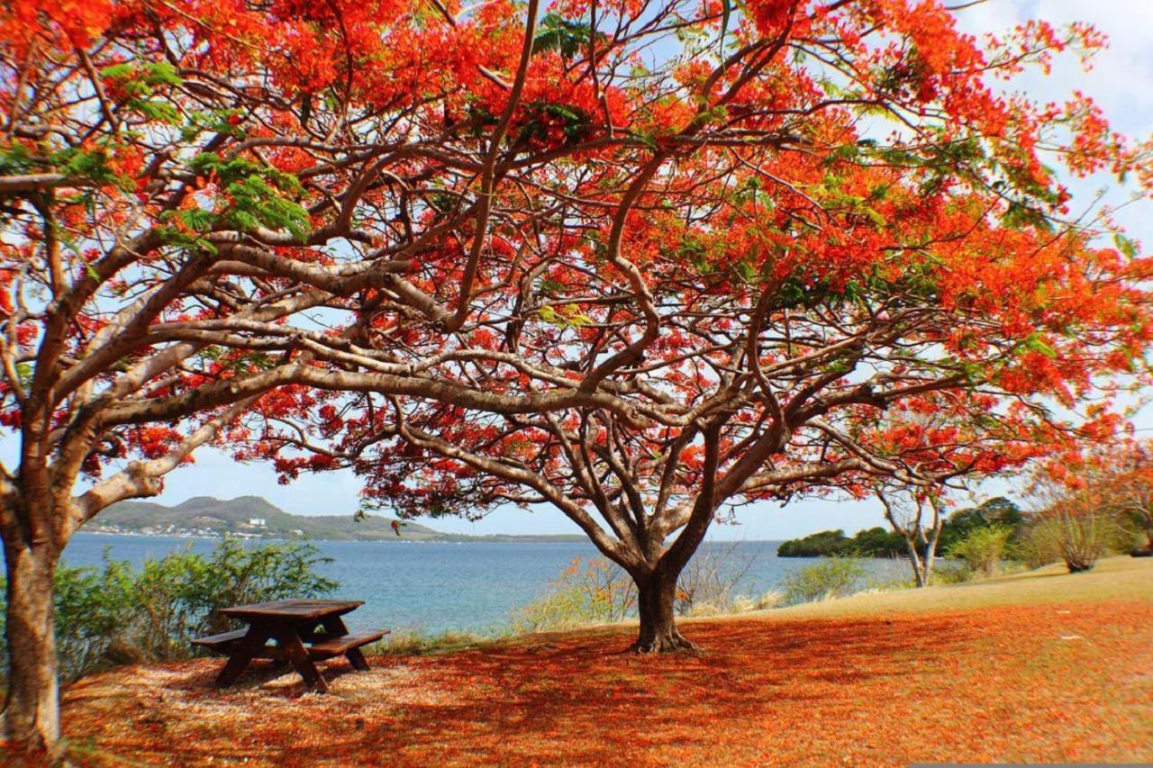 Imagine972 Martinique Bateau Hotel A Quai Le Marin 3 Cabines 3 Salles De Bains 6 Pers Maxi Exterior foto